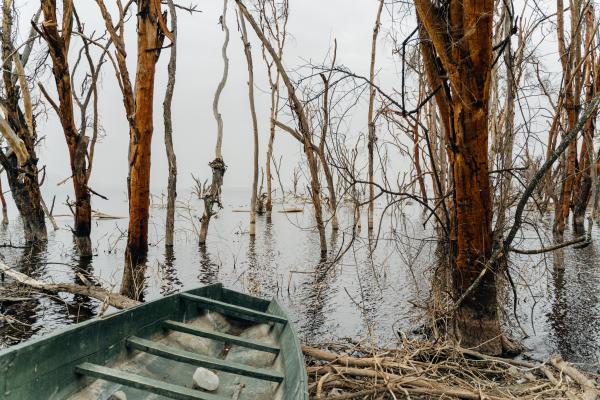 Submerged trees, Lake Nakuru | Buy this image