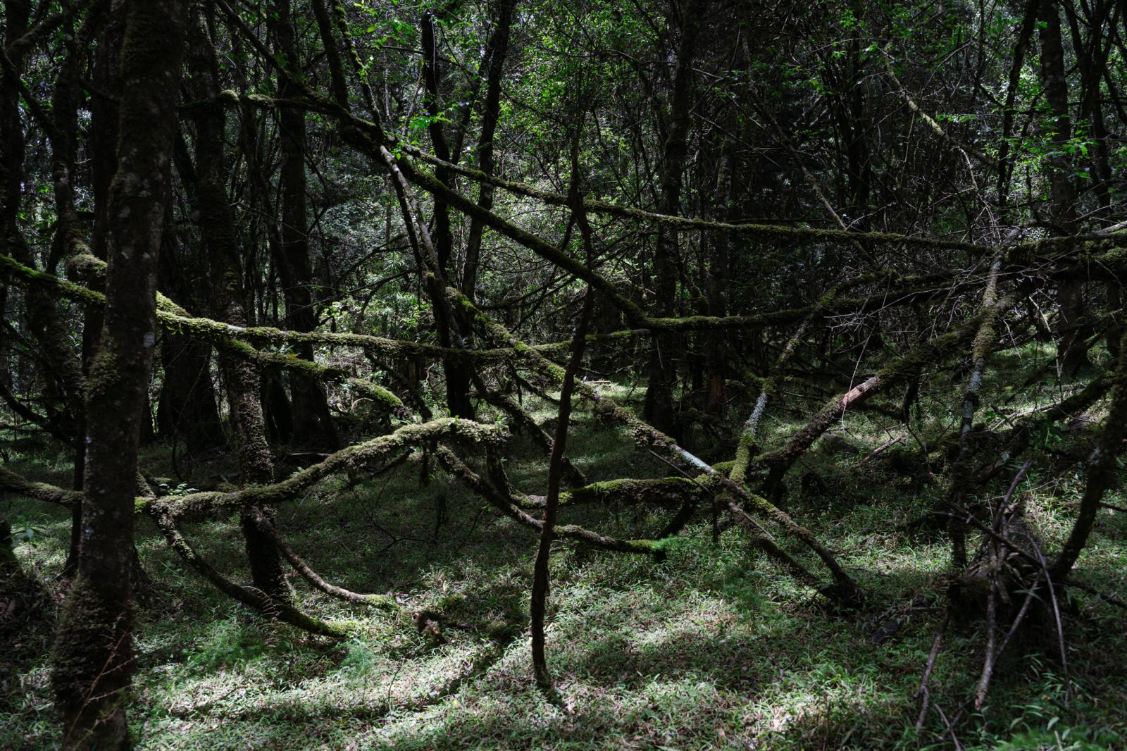 View of an indigenous forest in...oss of habitat. February 2022. 