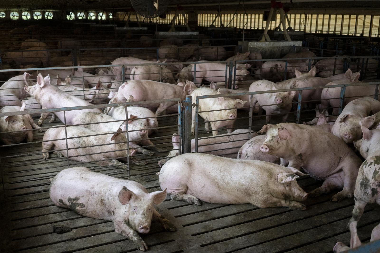 Pigs fill space at a Valley Vie...ANCEFARMS Batavia United States