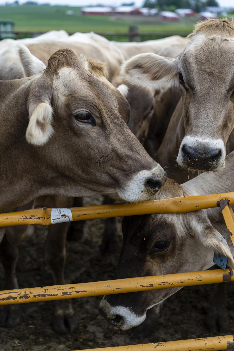 DeWitt, IA, AUGUST 4: Dairy cow...gton Post) DeWitt United States