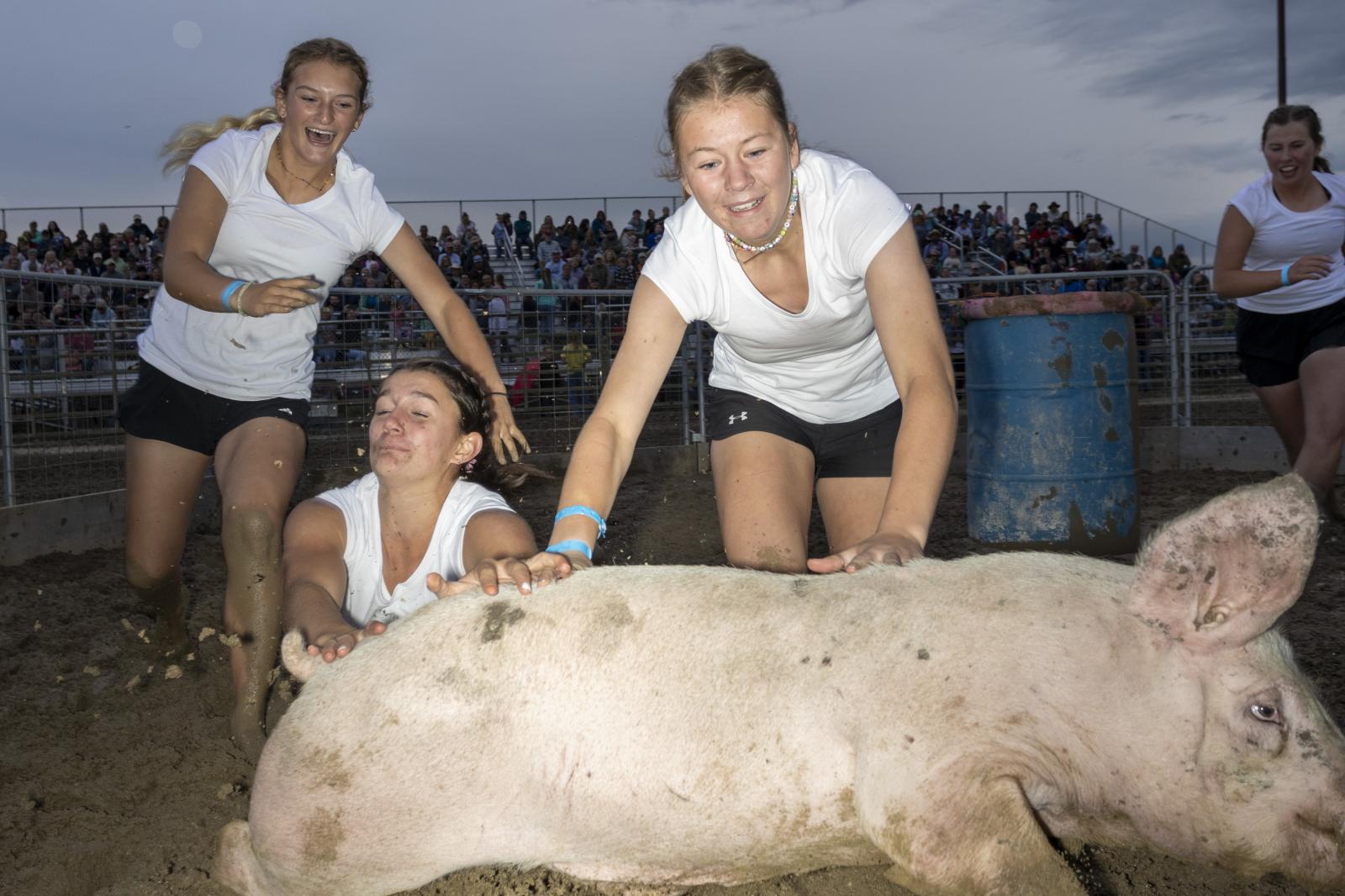 The pig wrestling contest at th...daho August 7, 2023. Driggs USA