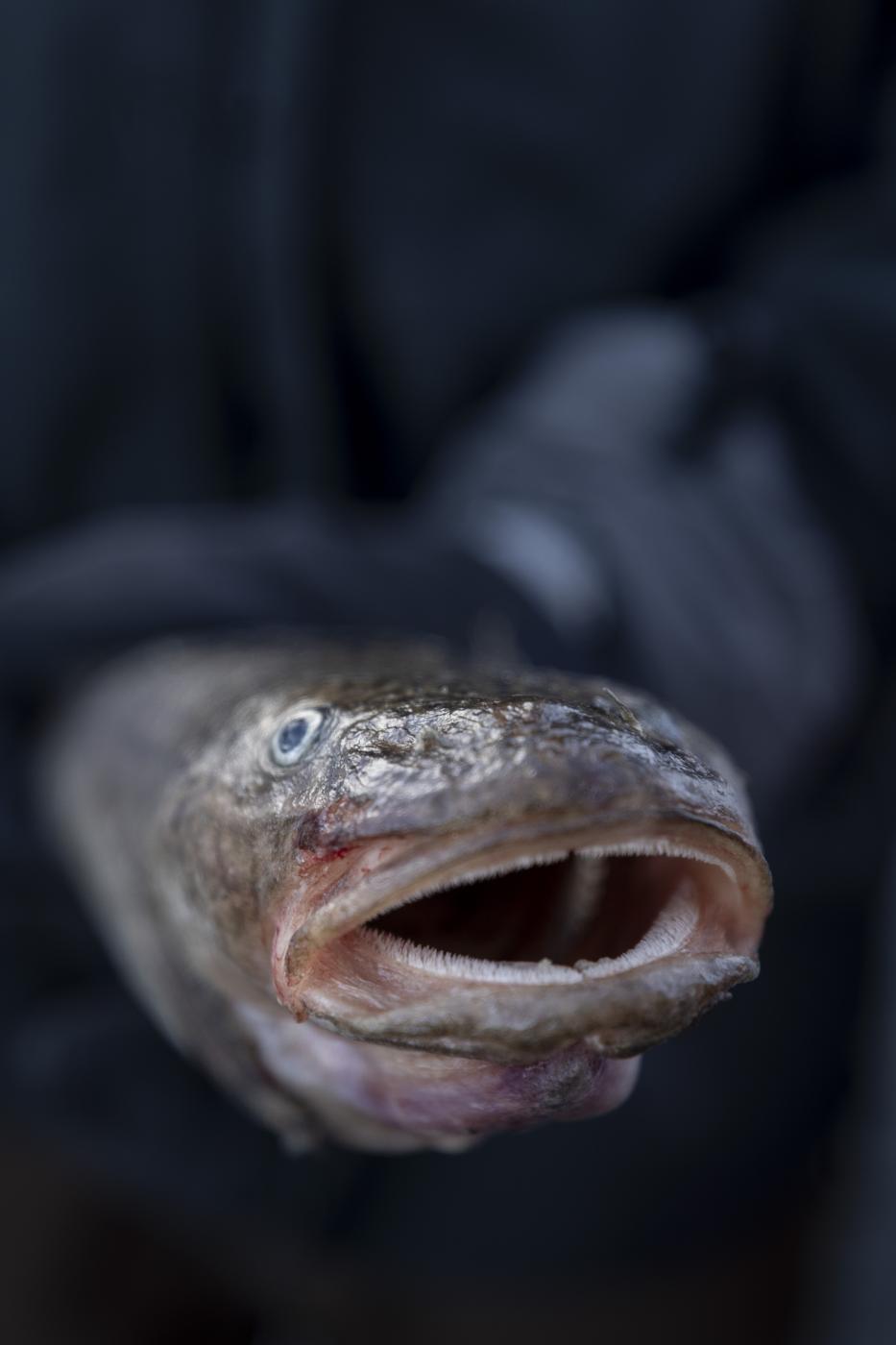 A portrait of a ling-cod. La Barge USA