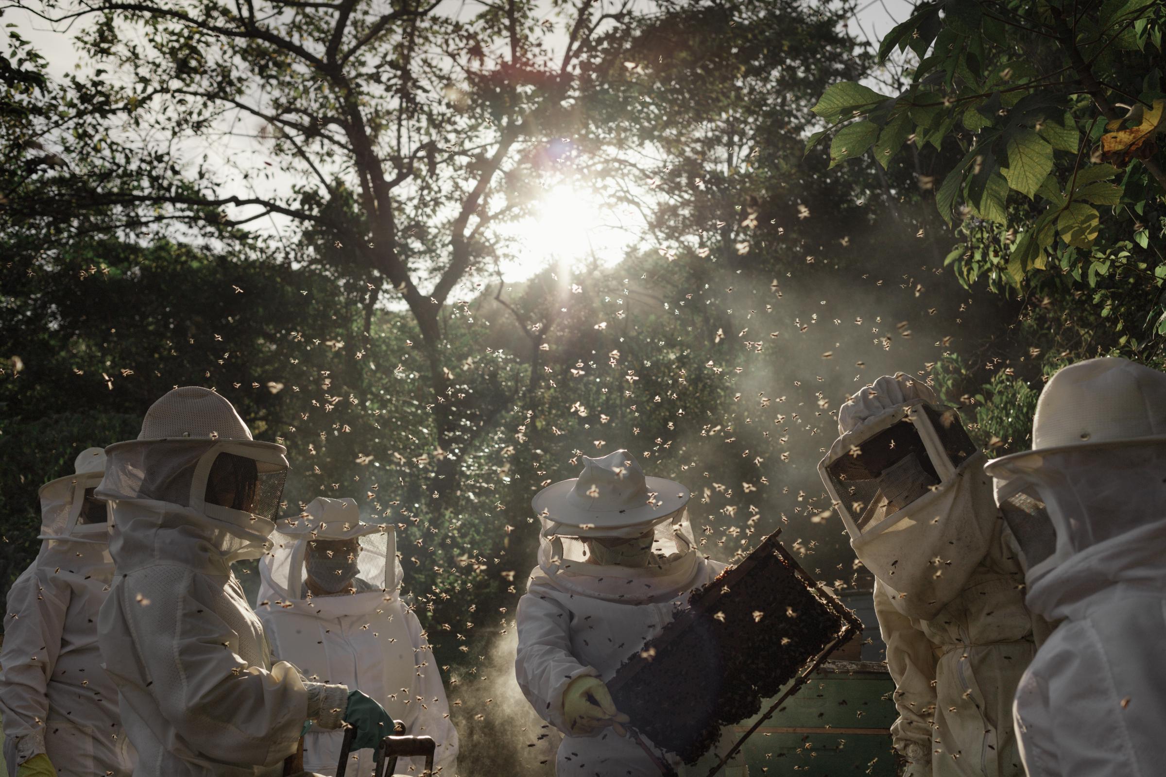 Beekeepers - Beekeepers and scientists gather at the Assentamento...