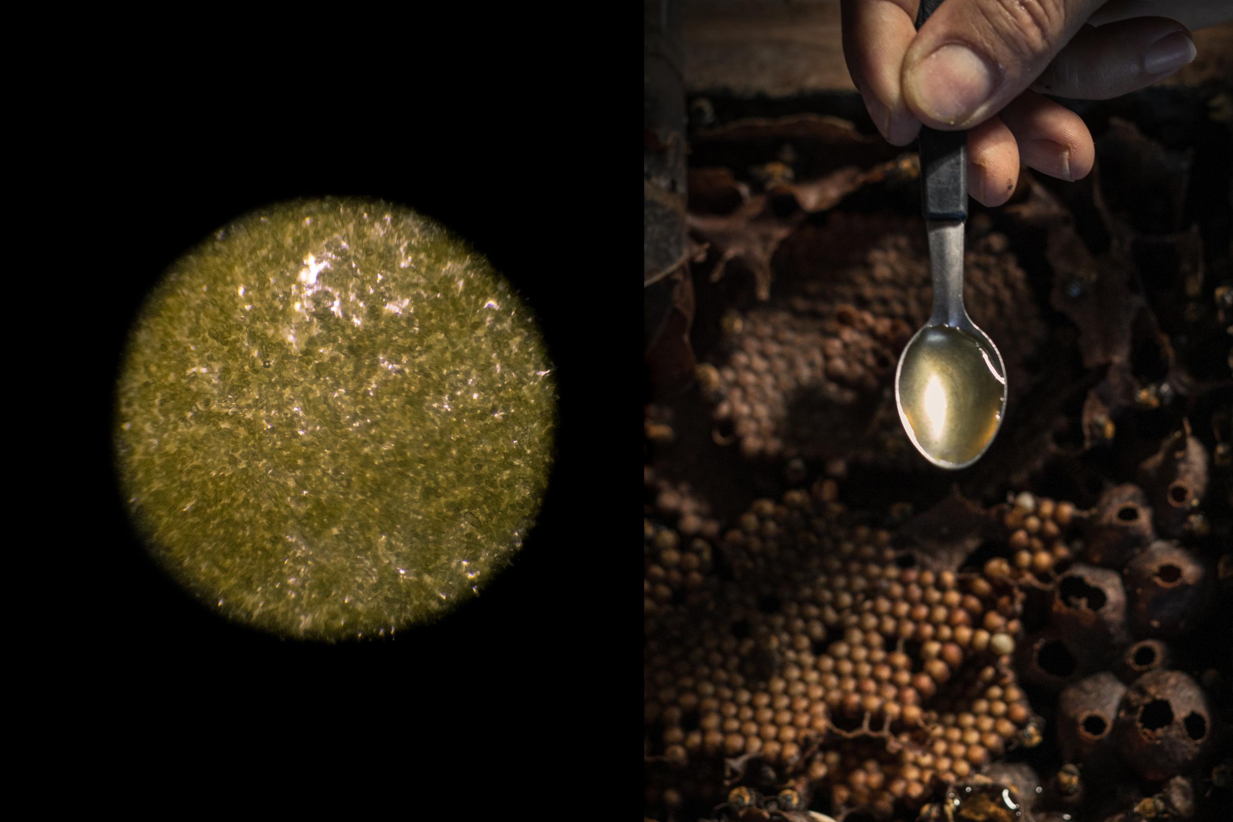 Beekeepers - [Left]  Pollen from flowers that serve as a food source...