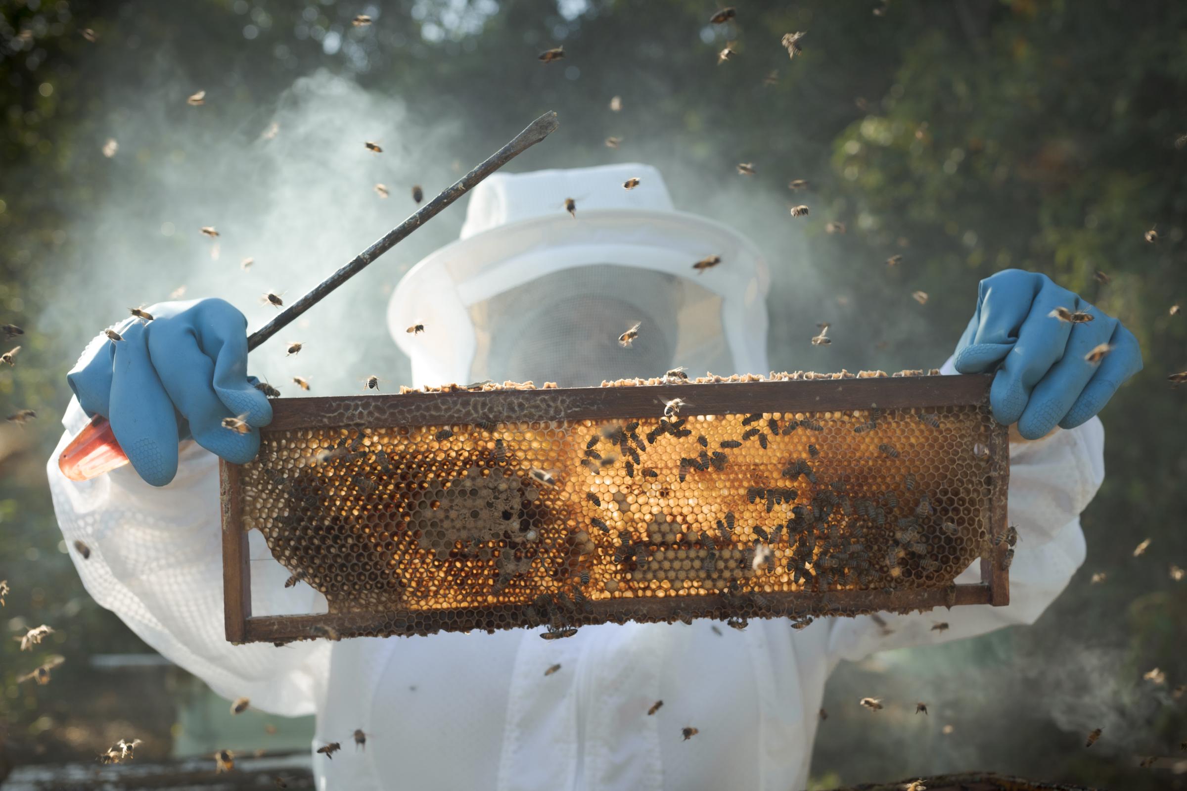 Beekeepers - Beekeeper Sonia Maria da Silva examines hives for mites,...