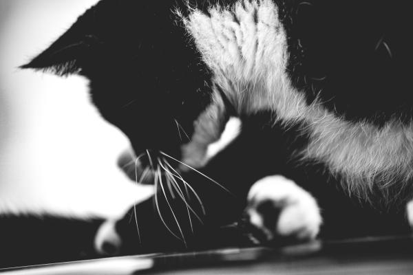BW Feline | Buy this image