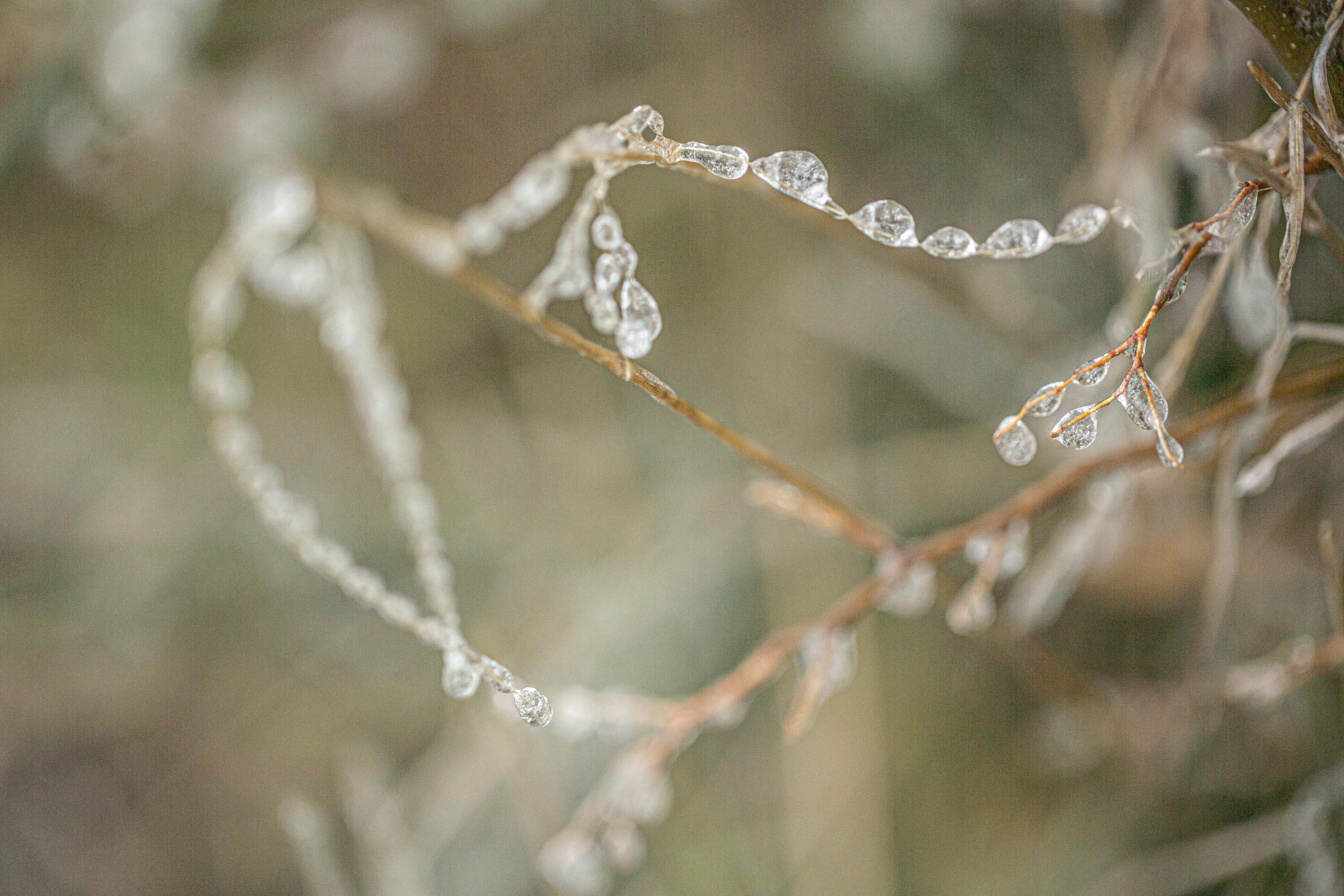 BEAUTY AS A WARNING   - Delicate nature as observed during a winter storm in Central Texas, February, 2023