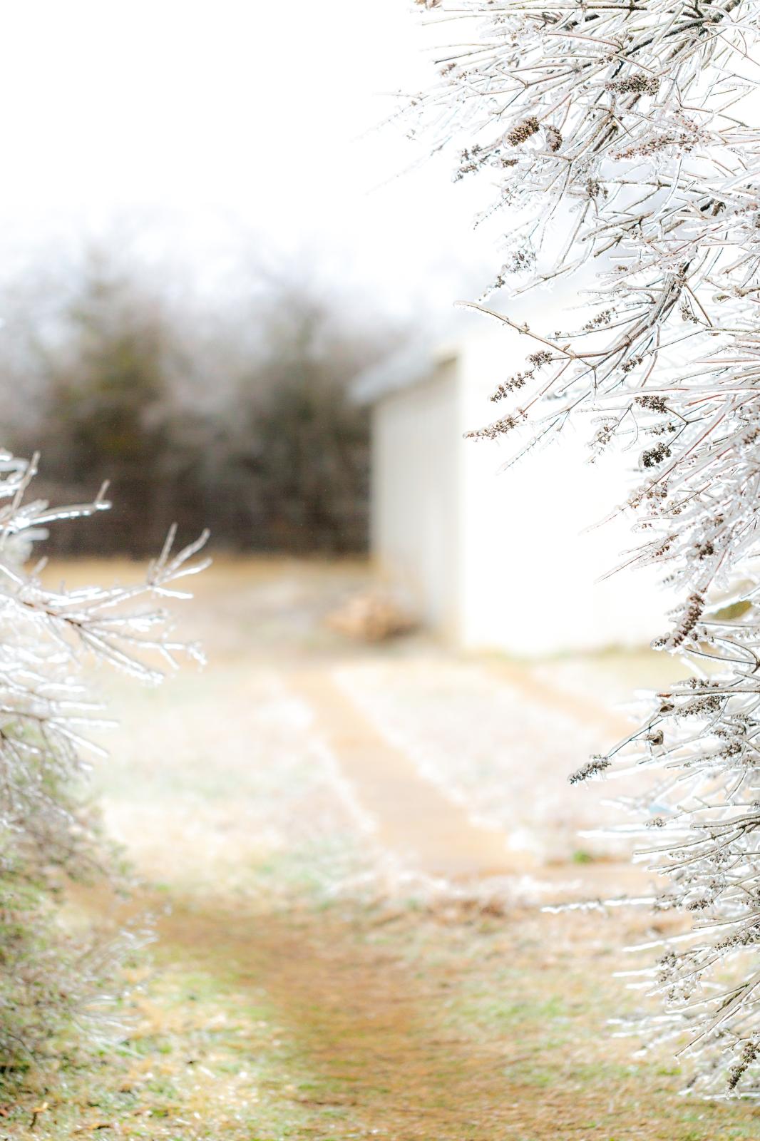 BEAUTY AS A WARNING   - Frozen limbs frame multiple pathways forward, Central Texas, February, 2023.