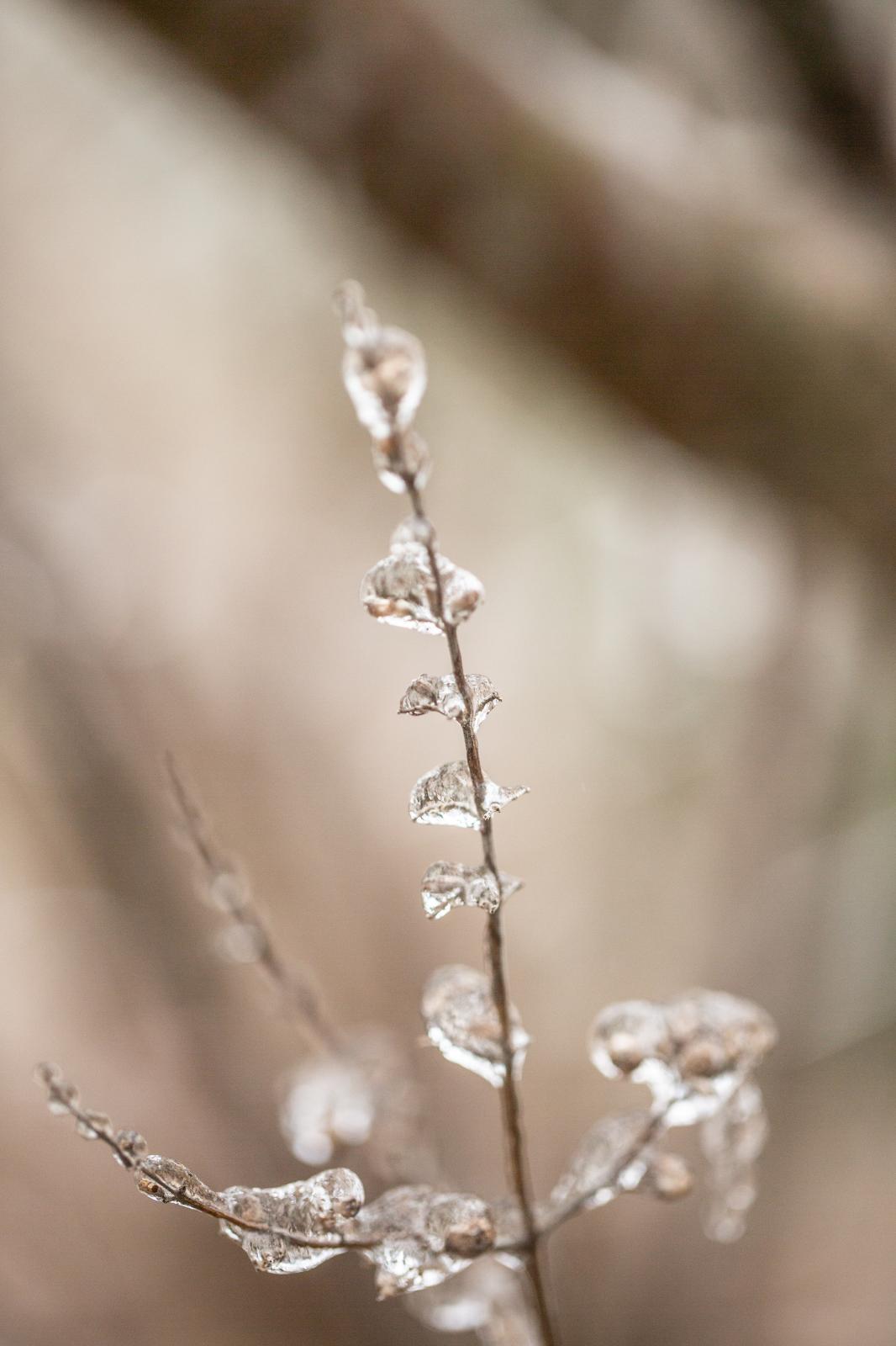 BEAUTY AS A WARNING   - Beads of ice poised on a slender twig, Central Texas, February, 2023.