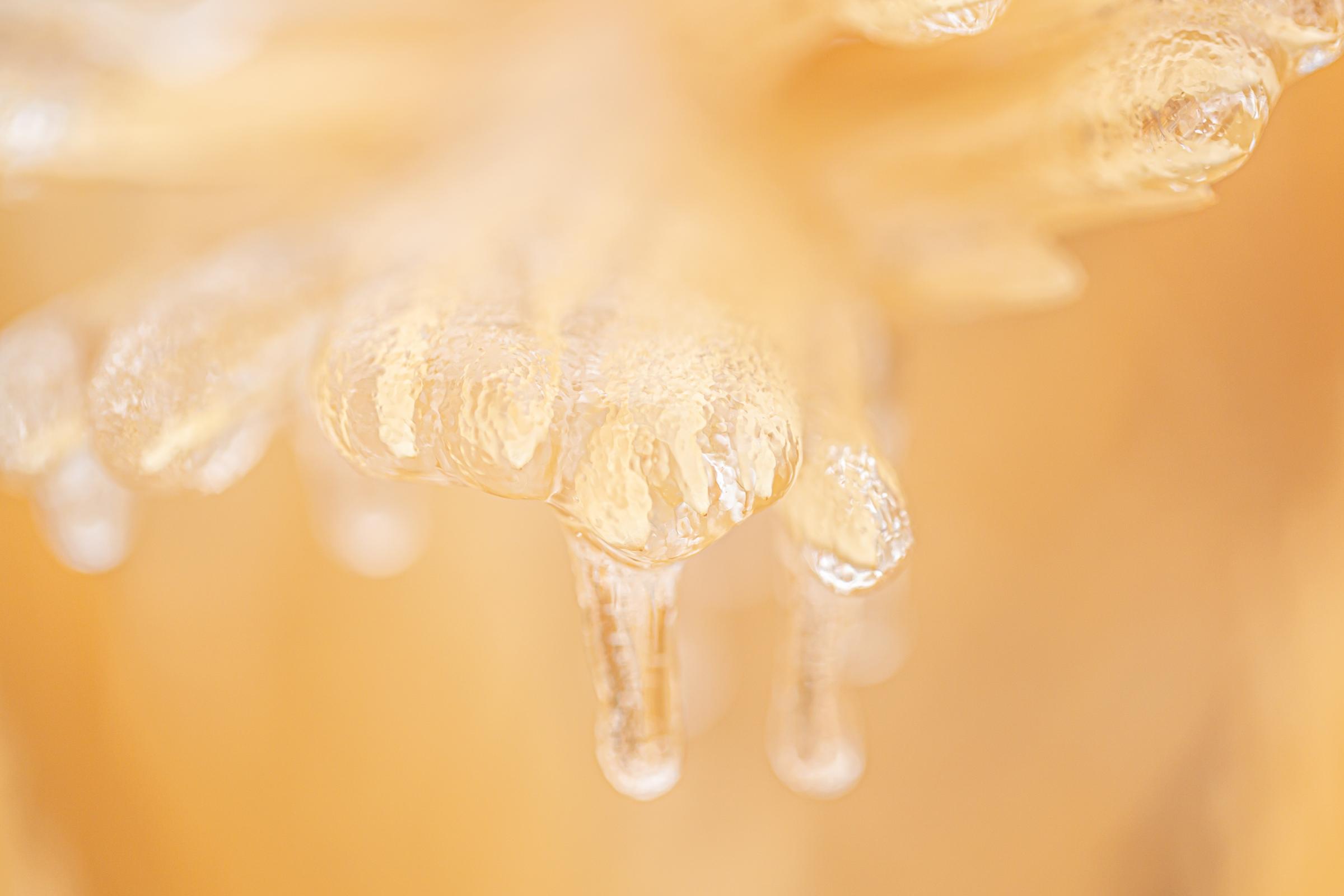 BEAUTY AS A WARNING   - Browning sago palm leaves, now frozen, Central Texas, February, 2023.
