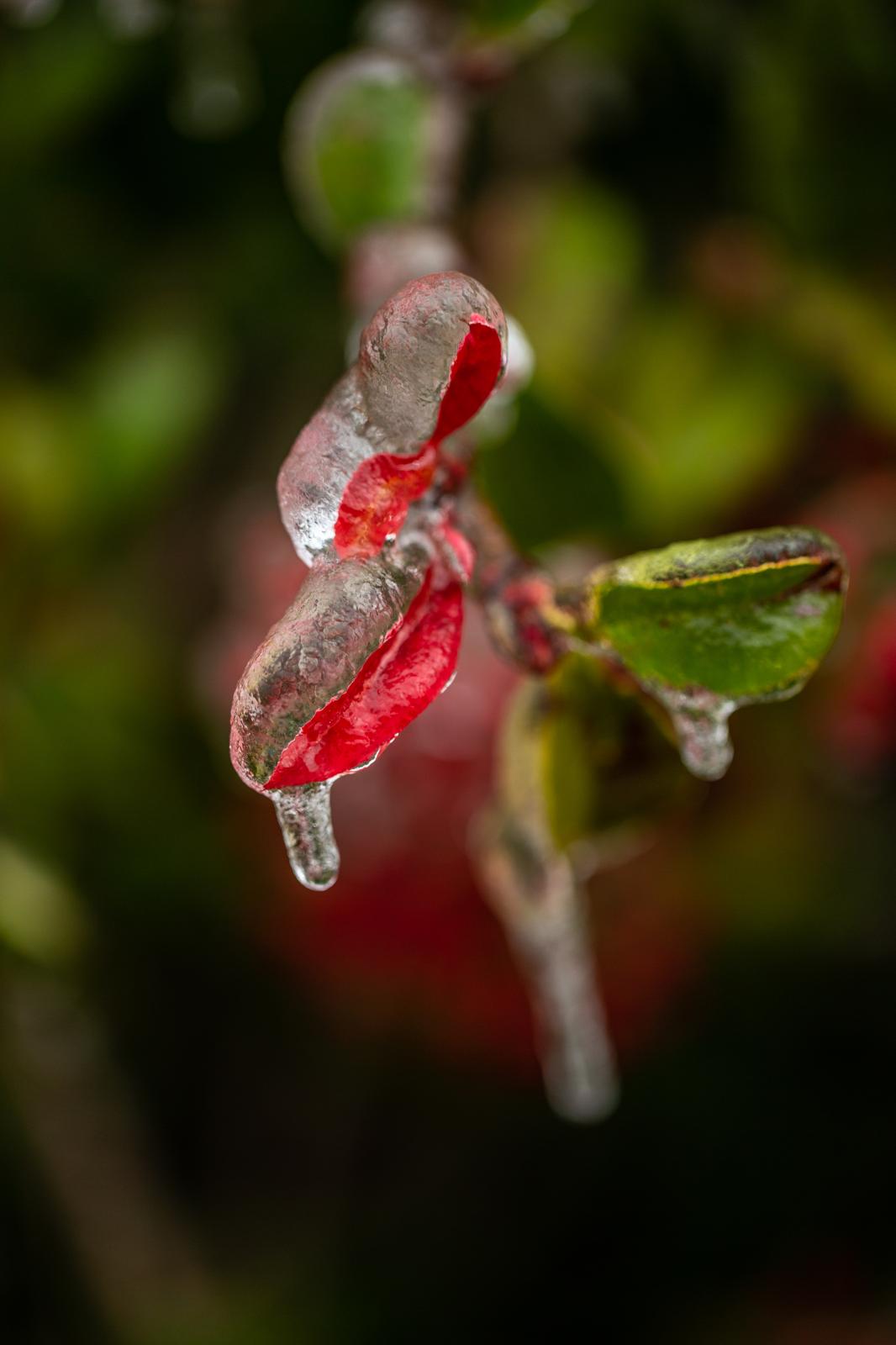 BEAUTY AS A WARNING   - Vibrancy encased in ice, Central Texas, February, 2023.