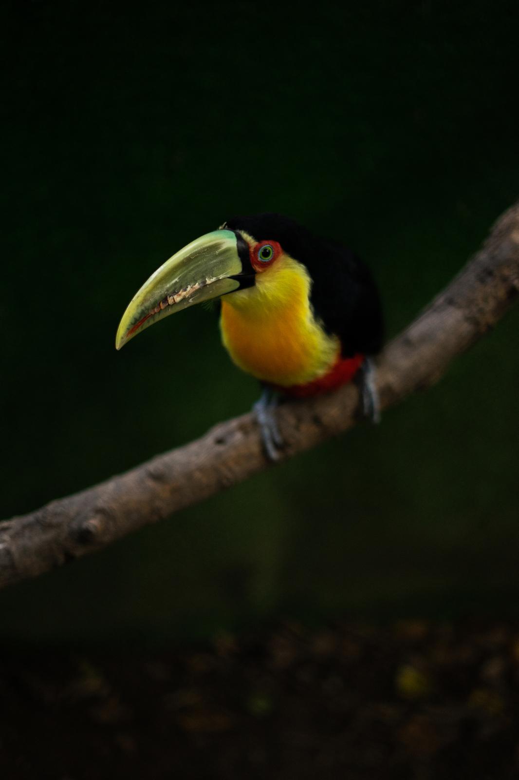 Mundo Aparte - The toucan is one of the most trafficked species in...