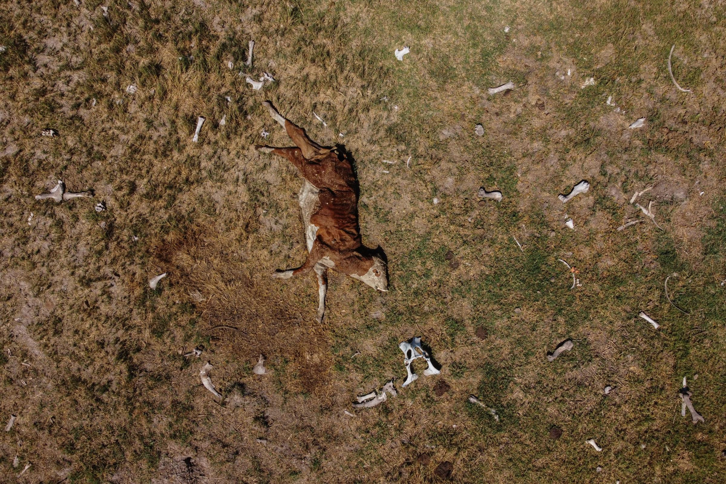 The field is drought - ROSARIO, ARGENTINA - 03/13/2023: Vacas muertas por causa...