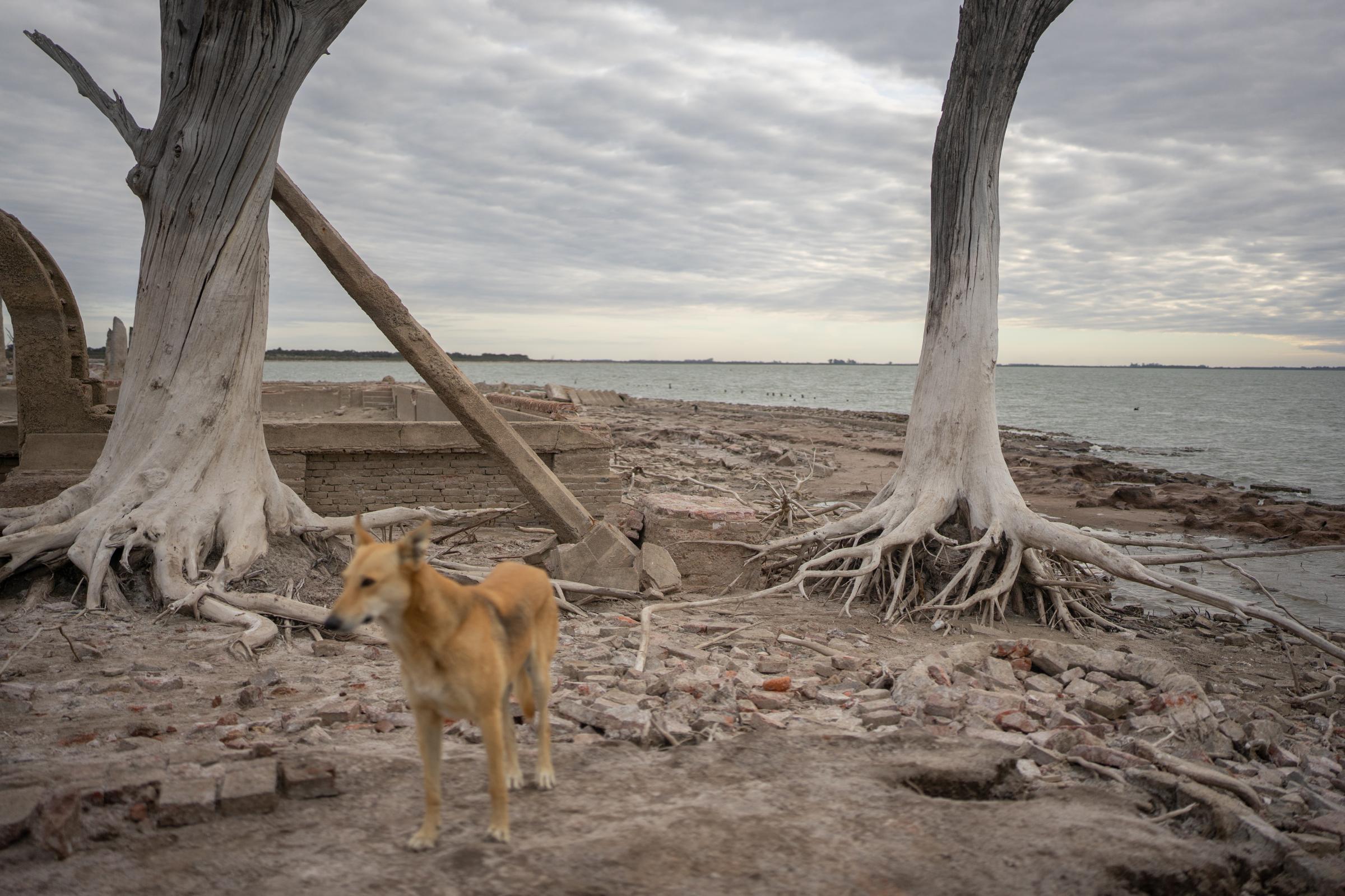 Mar Chiquita - Un perro recorre las costas dónde se encuentran las...