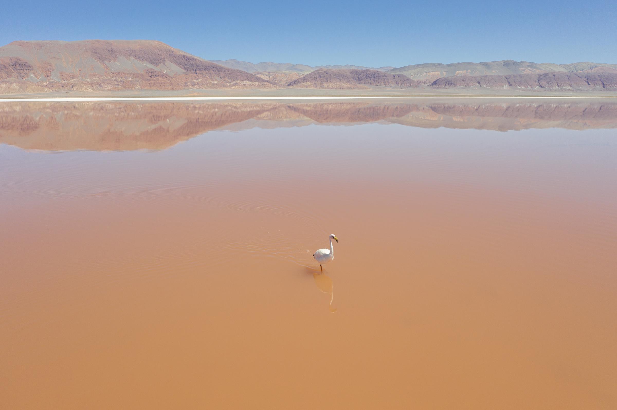 Lithium in Argentina - The flamingos are found in the brine lagoon located in...