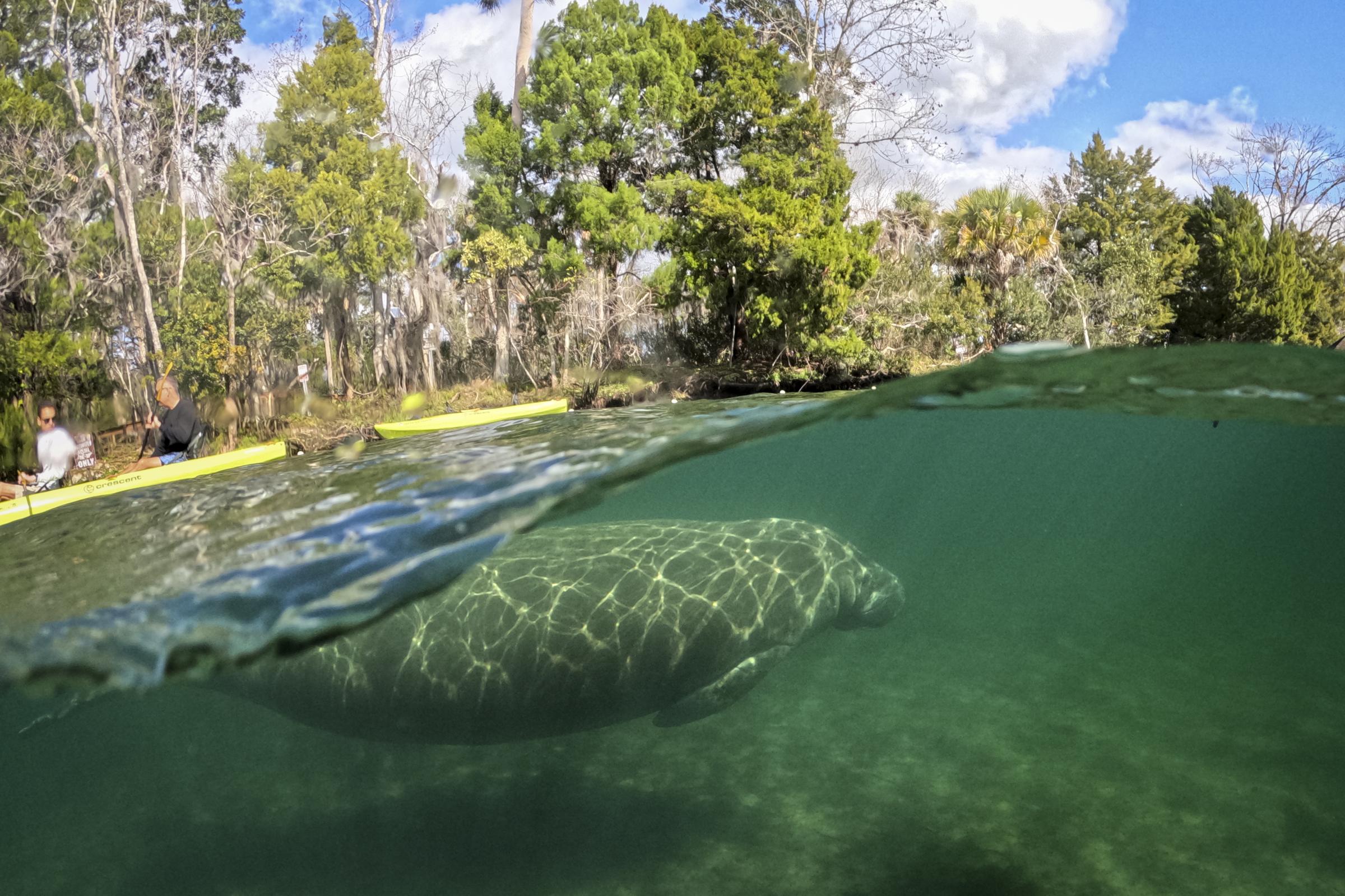 slideshow - People ride a kayak as a manatee swims off-boundaries of a sanctuary in Three Sisters Springs at...