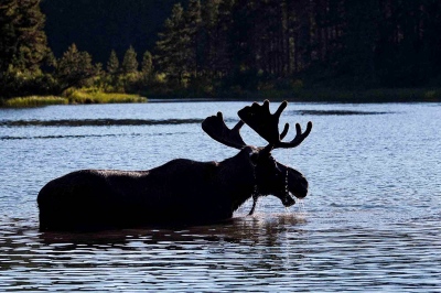 Singles -  Bull Moose feeding in Fishercap Lake Glacier National...