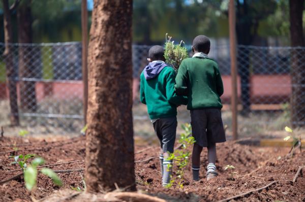 Image from Derrick Milimo - Pupils of Kirangari primary school carrying an indigenous...