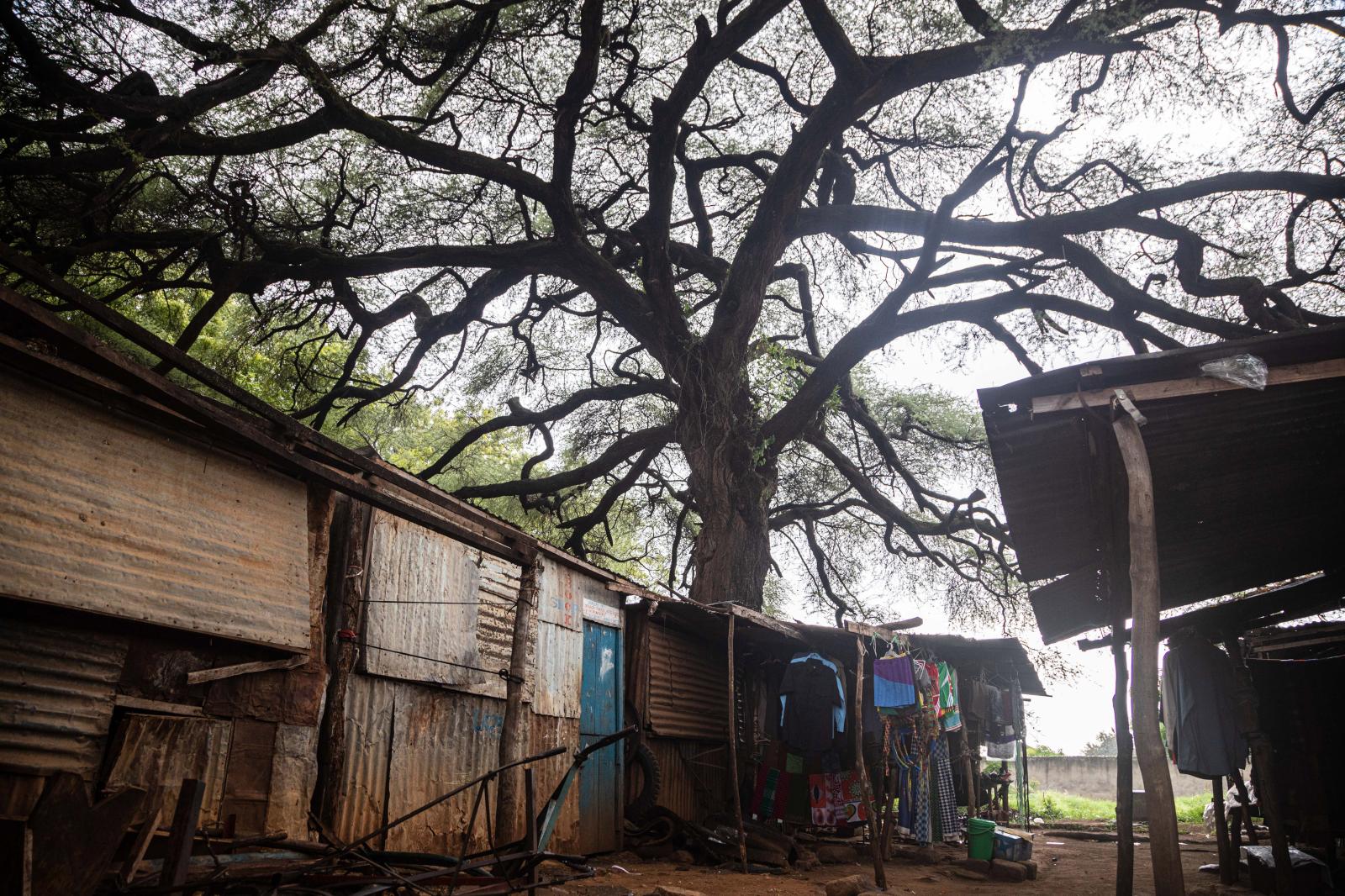 A tree covering kiosks in Morot...(Photo by Badru KATUMBA / AFP) 