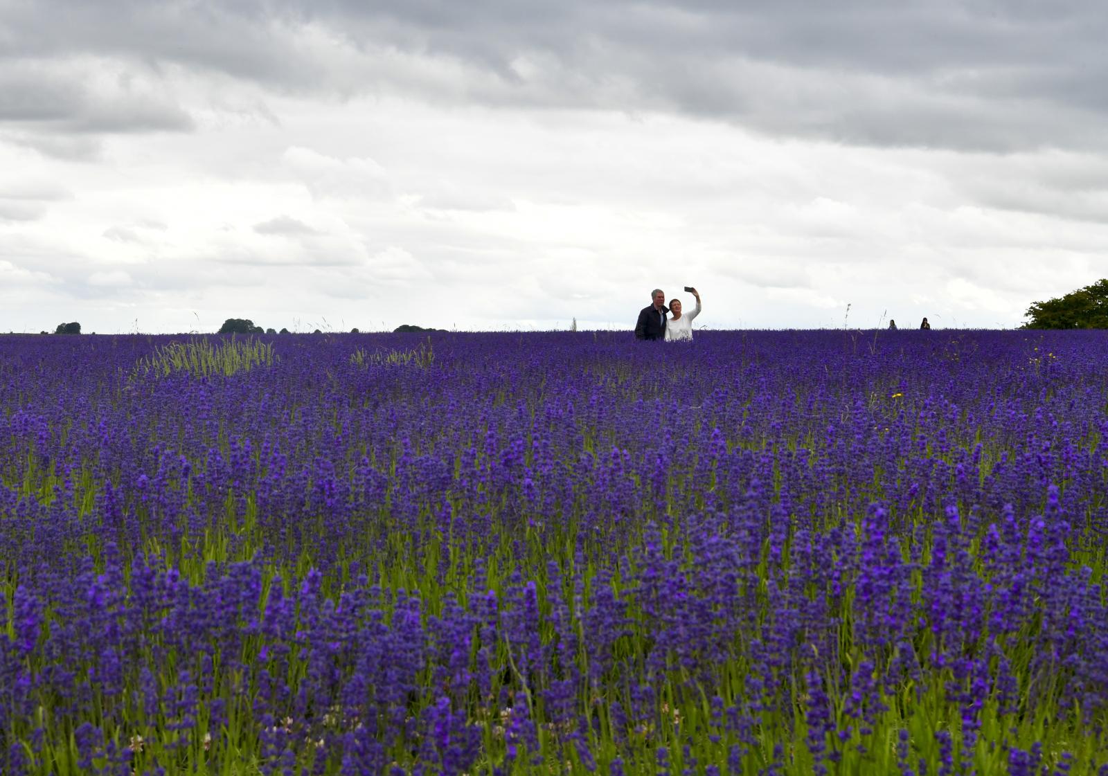 Image from Daily Life UK - Lavender fields - Cotswold, England