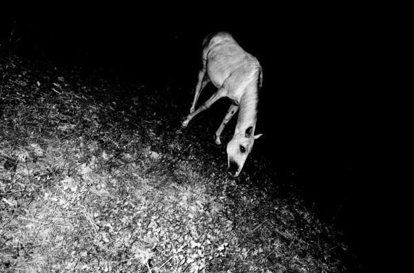 Eschaton - 
