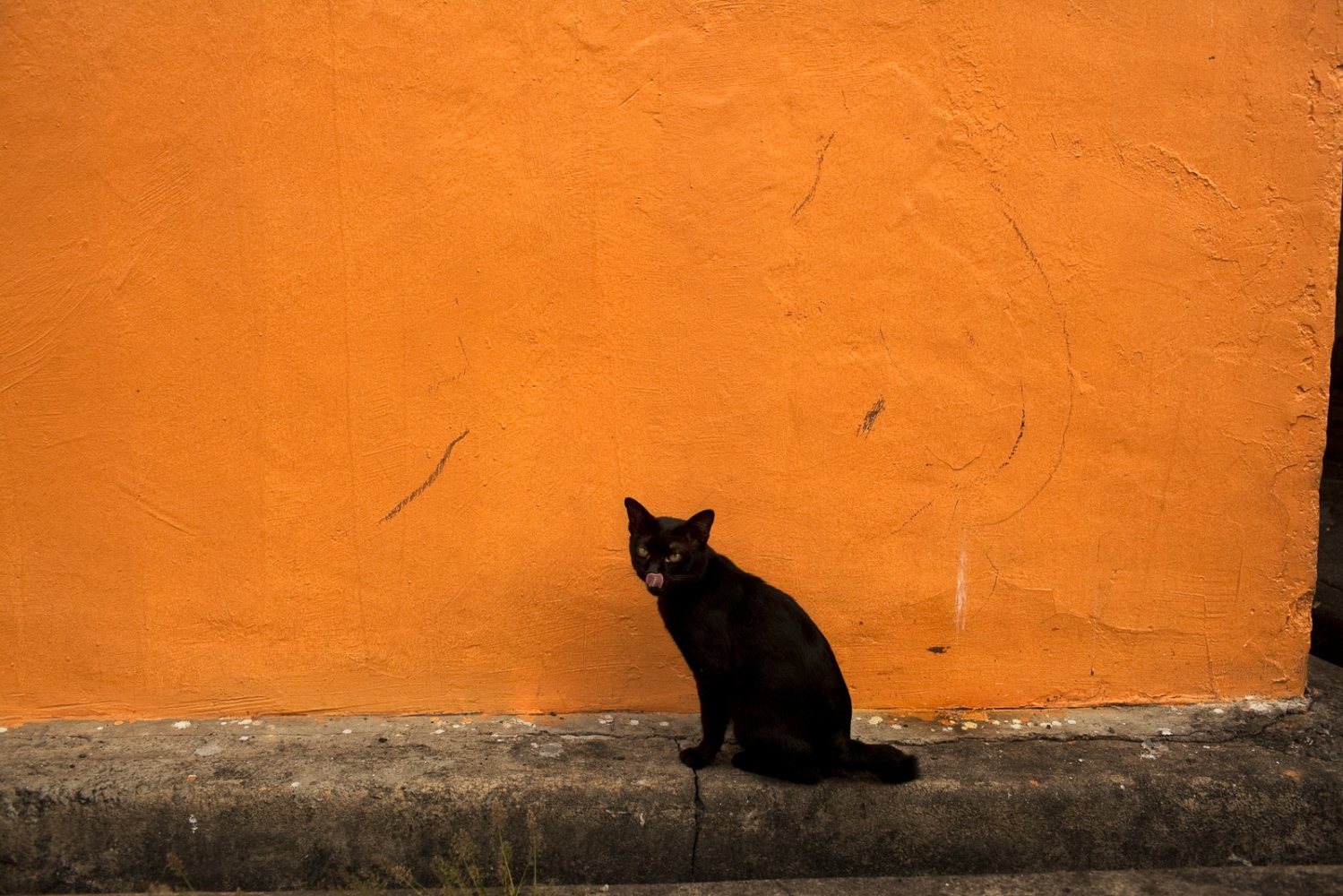 Asian Cats - Georgetown, Malaysia