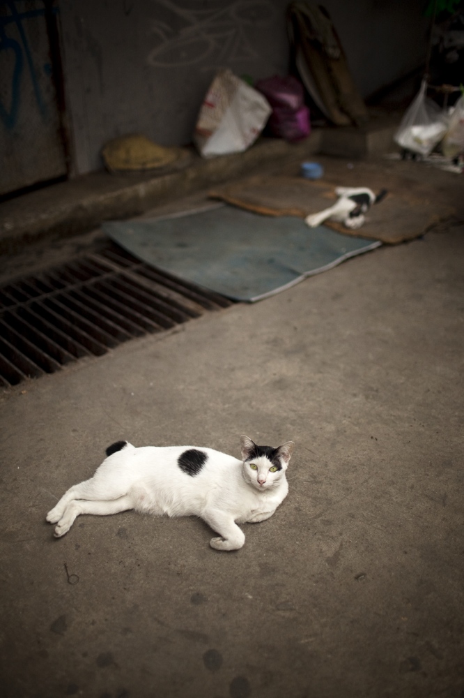 Asian Cats - Bangkok, Thailand