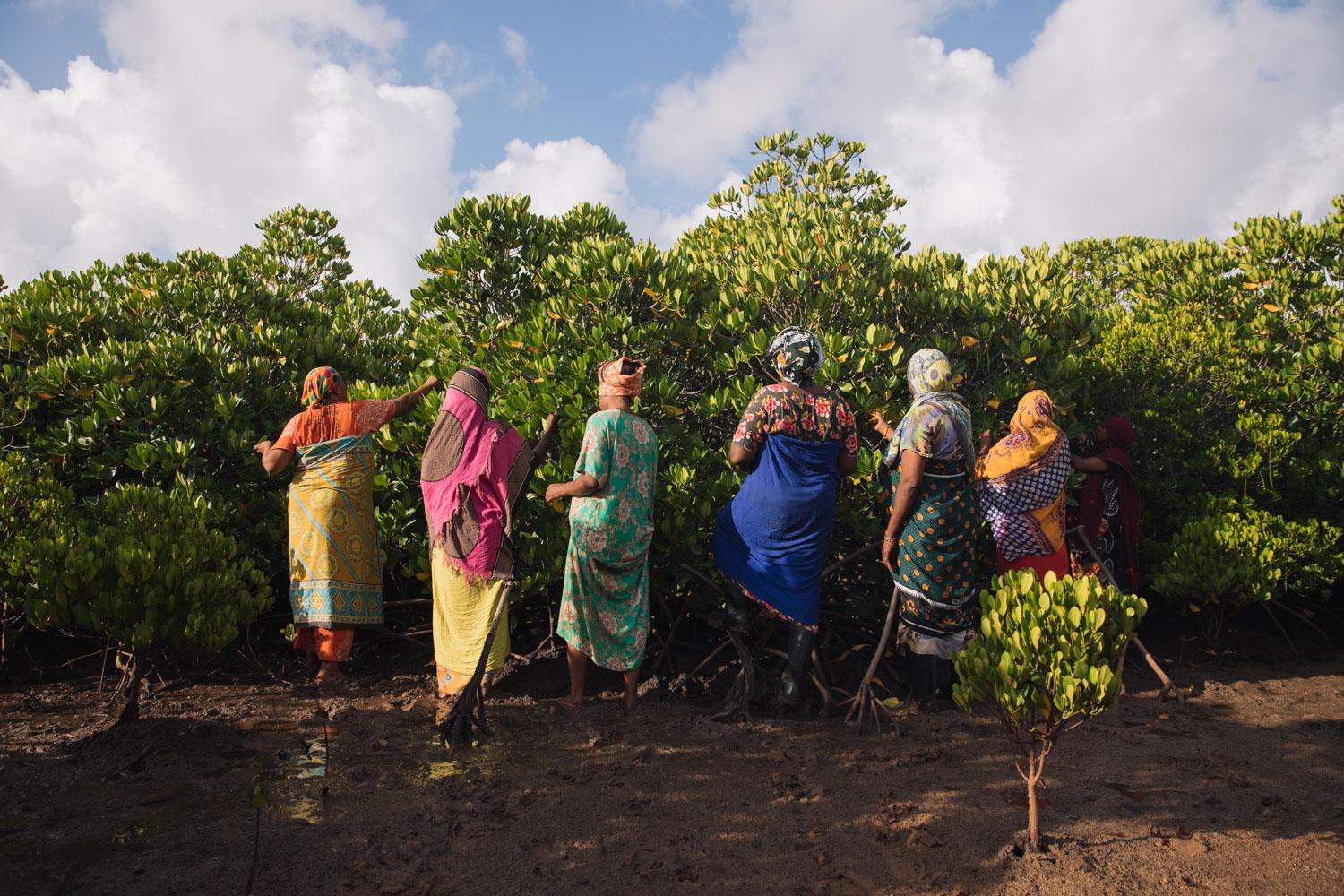 The Nature Conservancy - The women pick propagules from the trees at the mangrove...