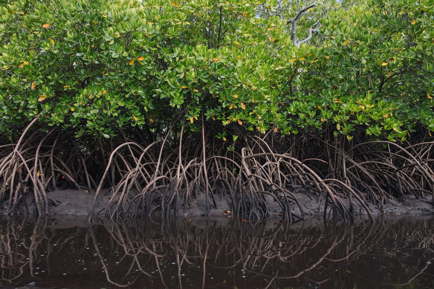 The Nature Conservancy - Mkoko roots at the Mangrove Restoration site in Patte,...