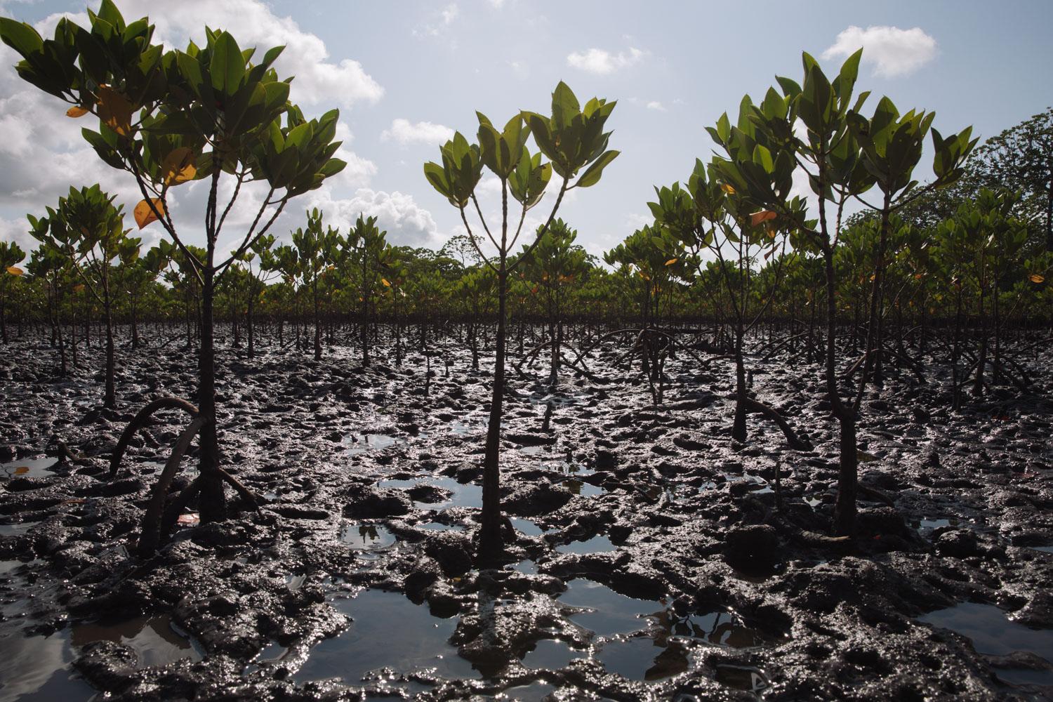 The Nature Conservancy - Growing trees in the mangrove restoration site in...