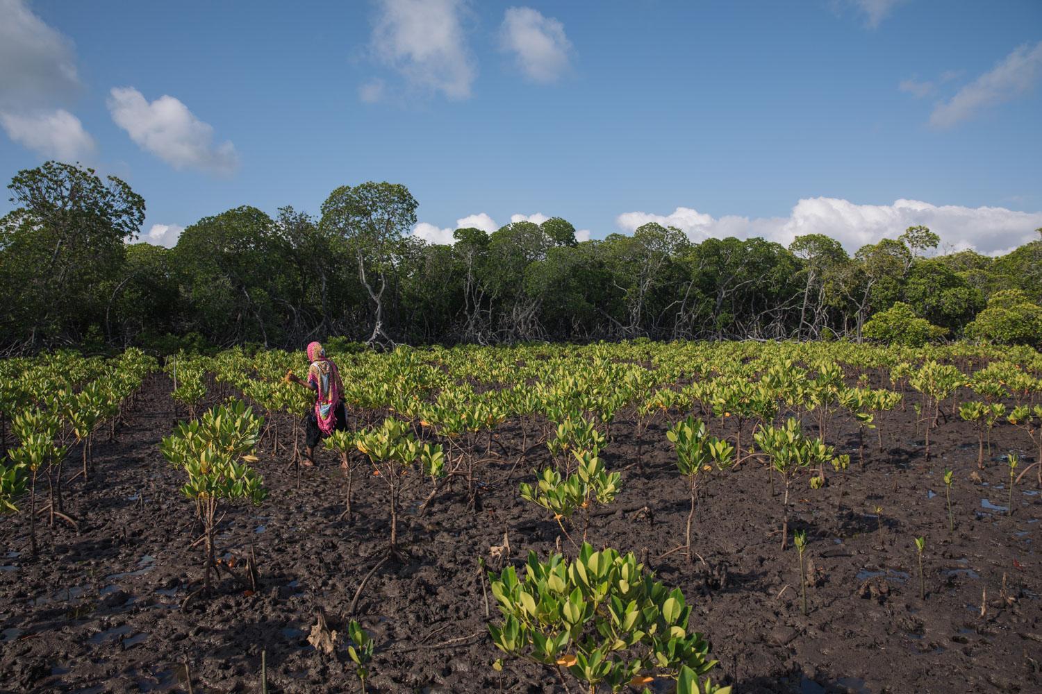Zulfa inspects the Mkoko (local name) plantation at the Mangrove restoration site in Mtangawanda, Lamu. Lamu Kenya