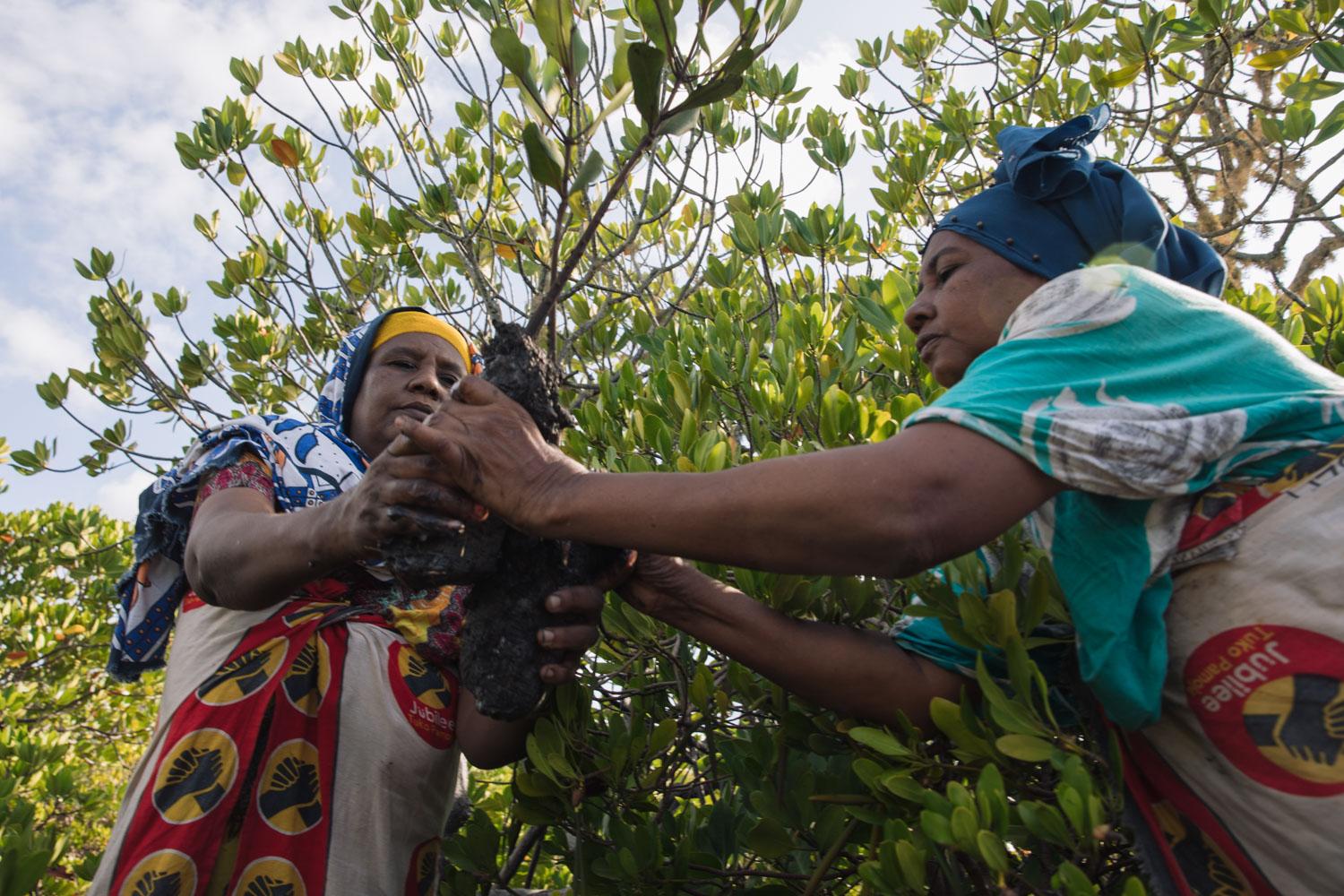 The Nature Conservancy - The women move seedlings from the nursery to the...