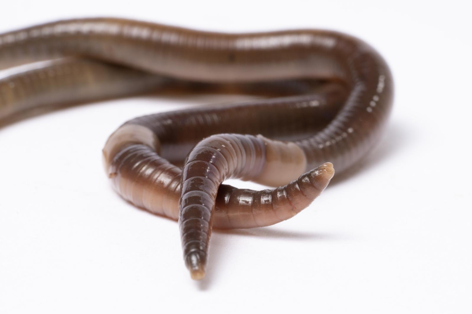 Invasive Jumping Worms | Buy this image