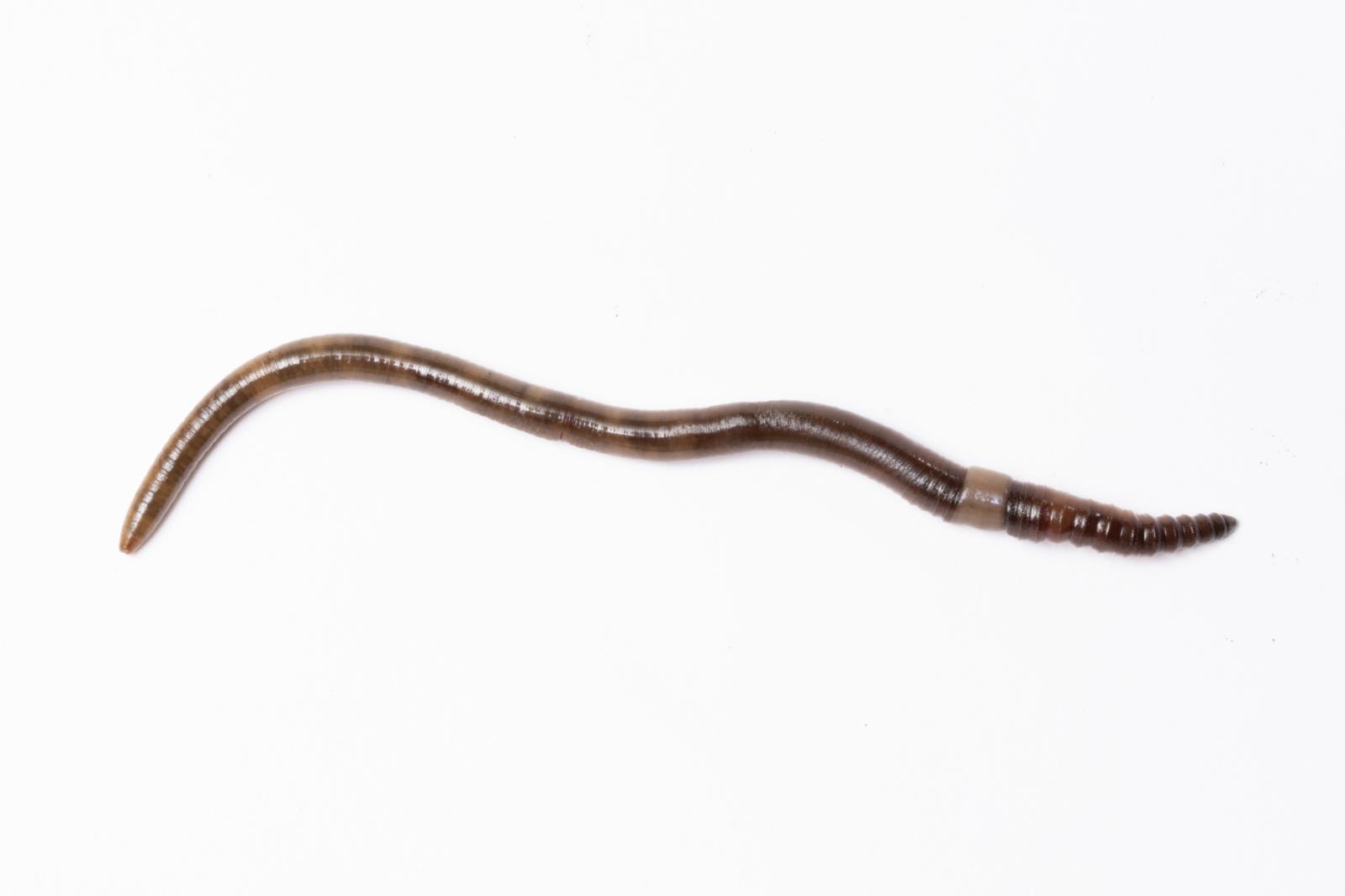 Invasive Jumping Worms | Buy this image