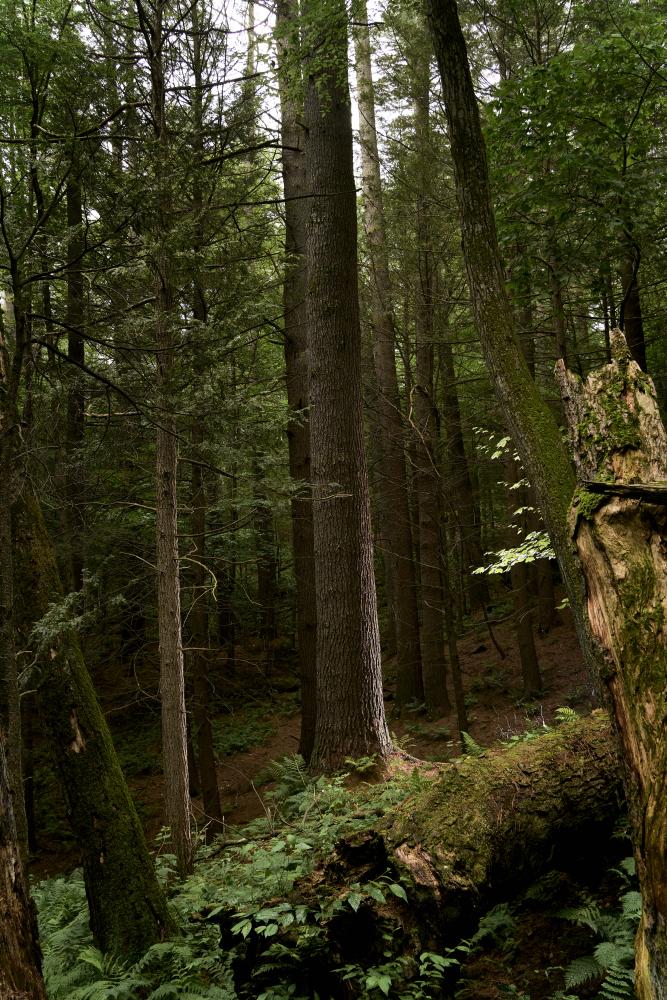 Jake Swamp tree in Massachusetts Old Growth Forest