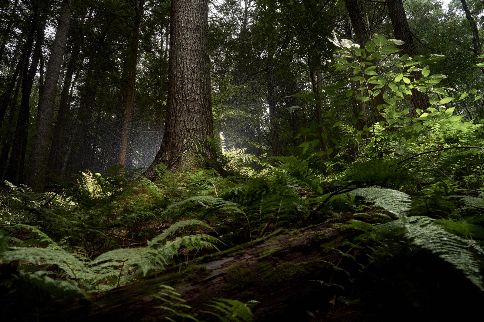 Jake Swamp tree in Massachusetts Old Growth Forest