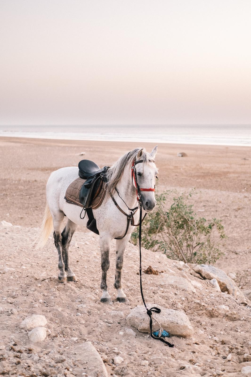 Rural youth  - White horse in Sidi Kaouki beach