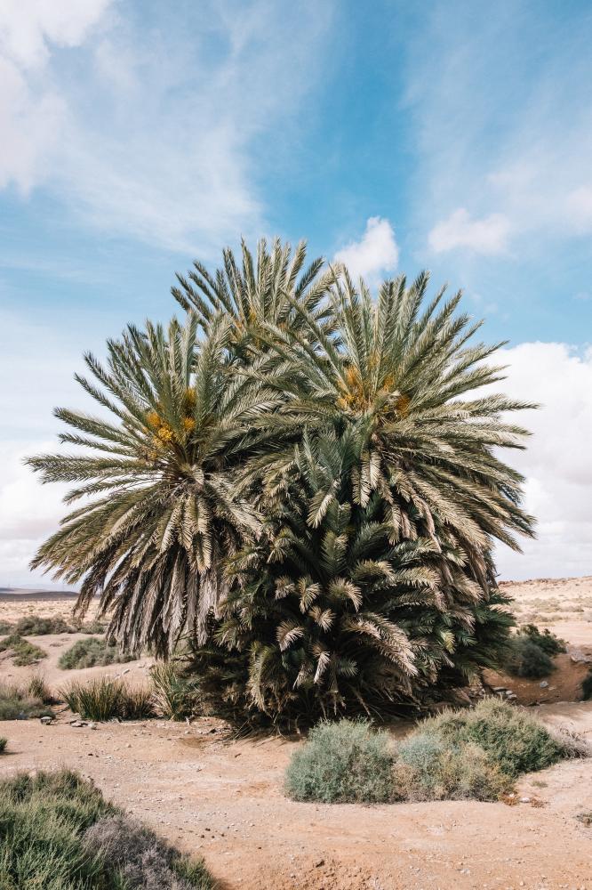 Cluster of palm trees in the village of Zriouila
