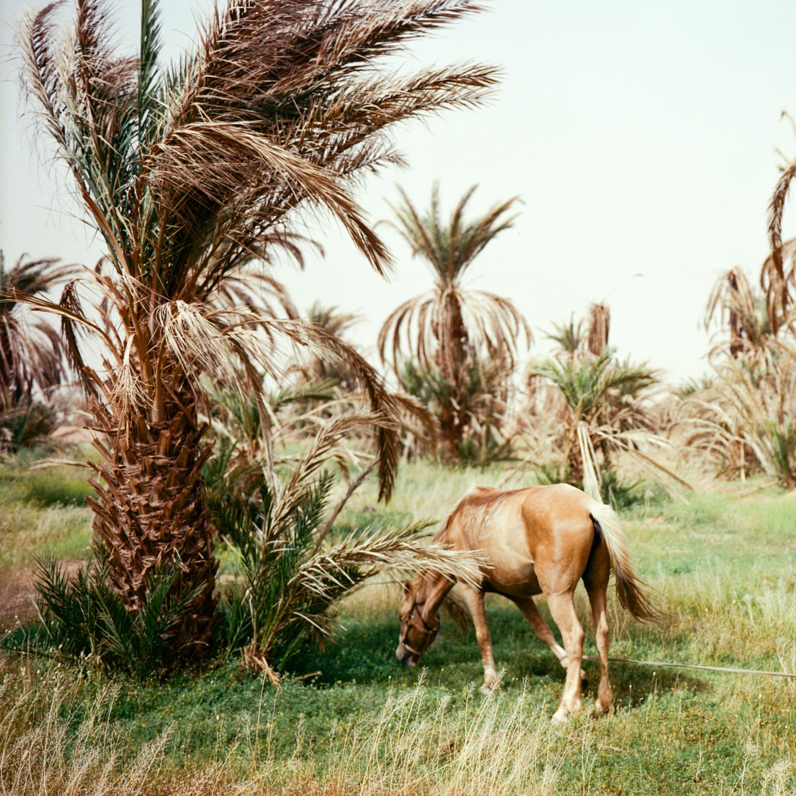 Before it's gone - ongoing - Horse grazing at the oasis of M'hamid, Morocco, in...