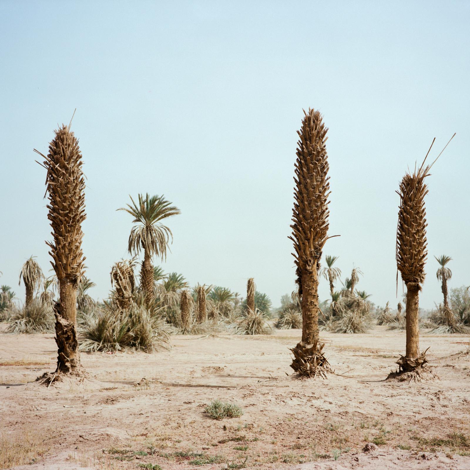 Before it's gone - ongoing - Dead palm trees at the edge of the oasis of M'hamid...