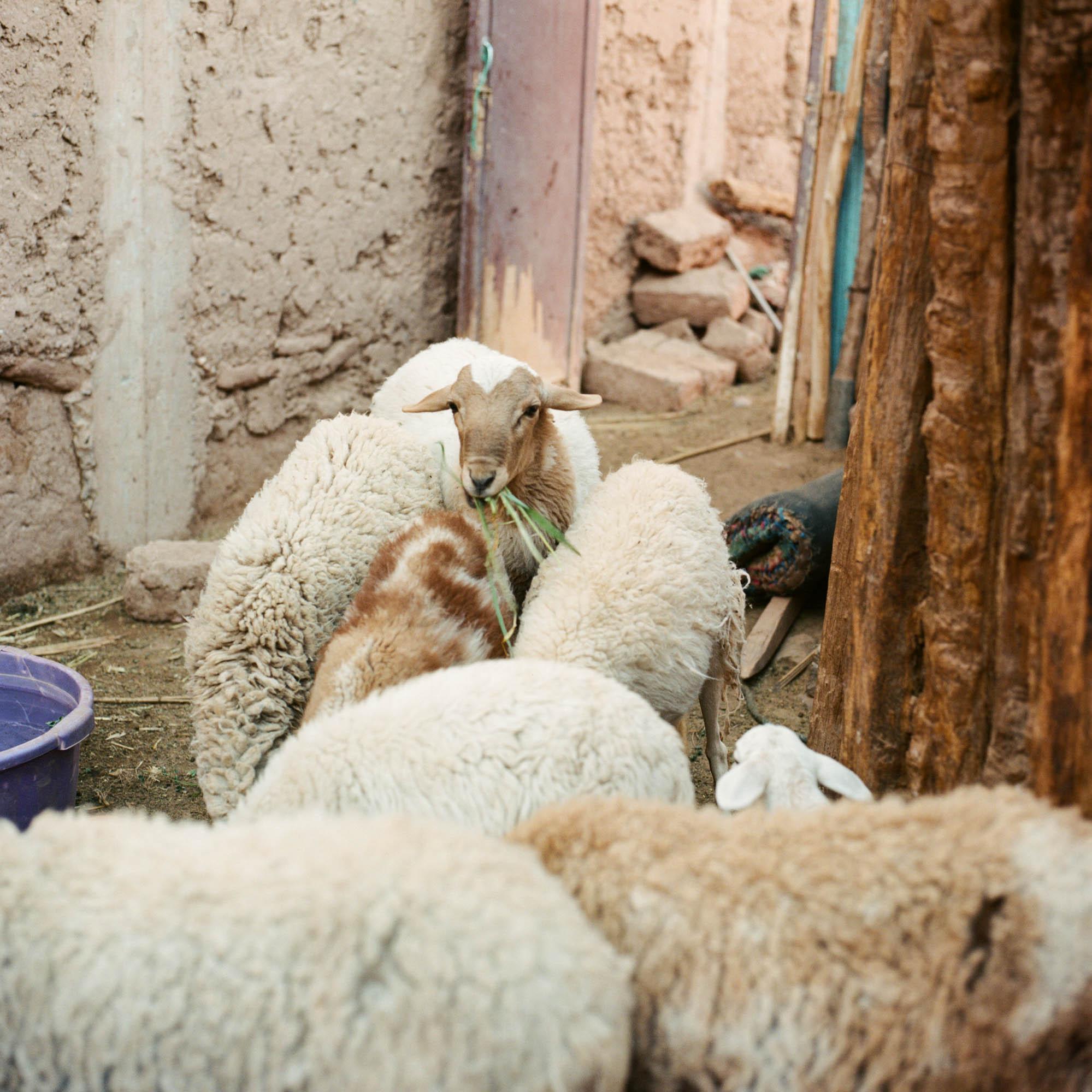 Before it's gone  - Sheep in the sheepfold of farmer Hamdani in the oasis of...