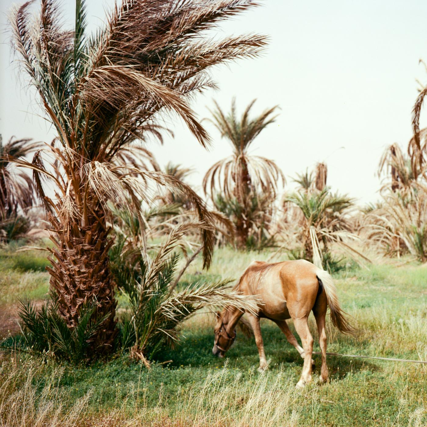 Thumbnail of Horse grazing at the oasis of M&_9;hamid, Morocco, in April 2020 