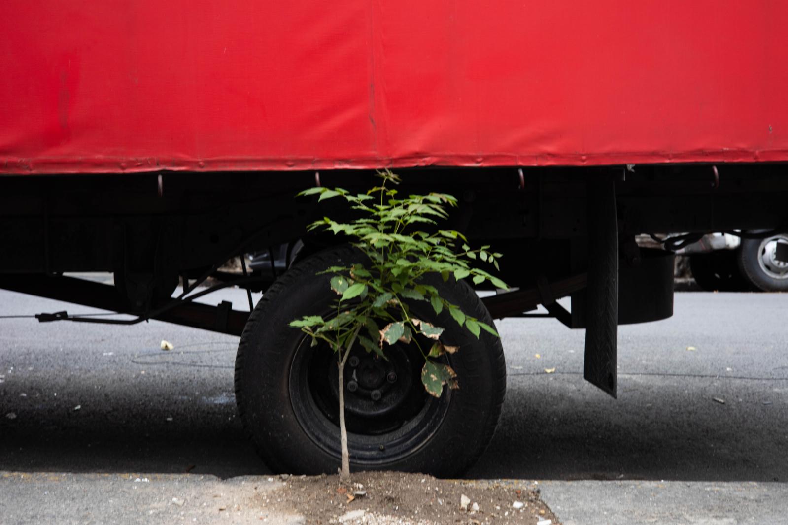 Street tree | Buy this image