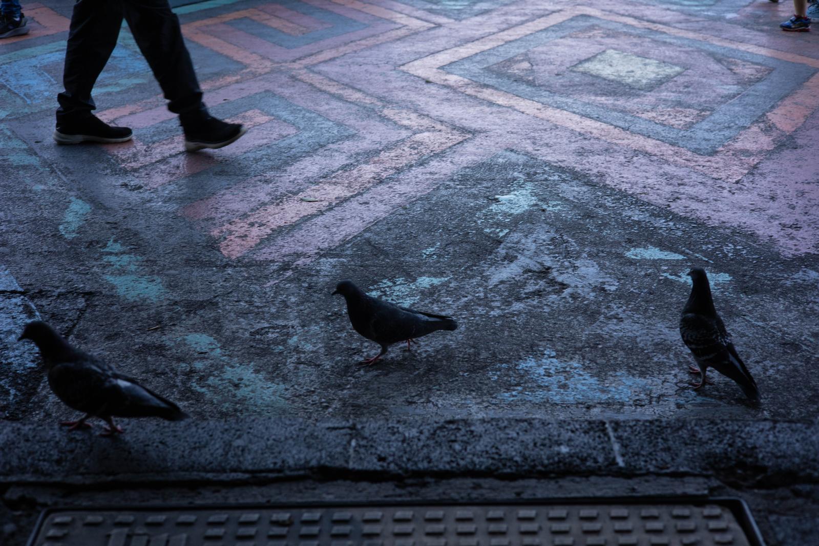 Pigeons on the plateau of the Z&oacute;calo in Mexico City.