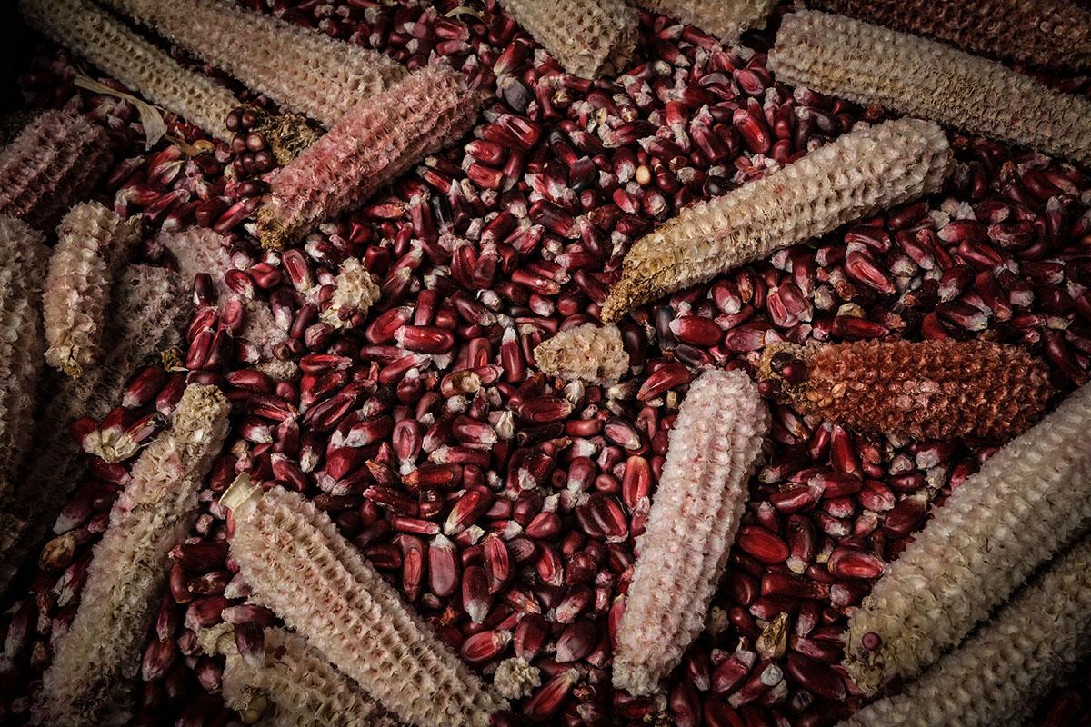 Native maize, the inhabitant of Mexico City who resists eviction