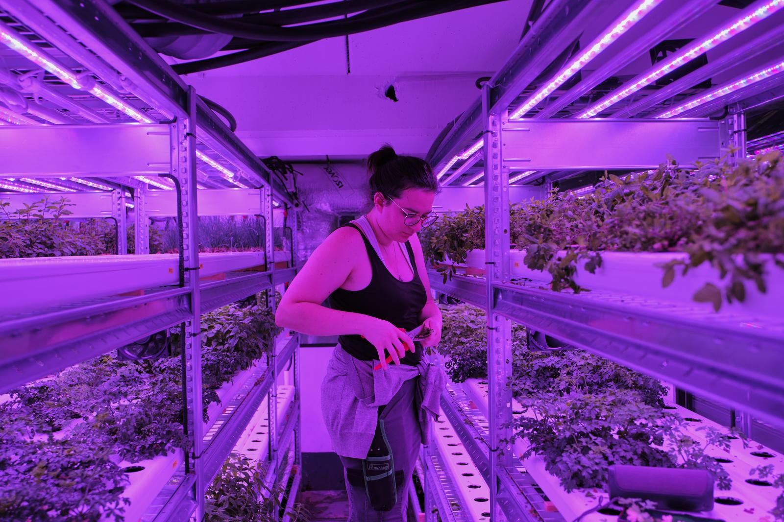 A worker cuts plants in an unde...ght and the use of hydroponics.