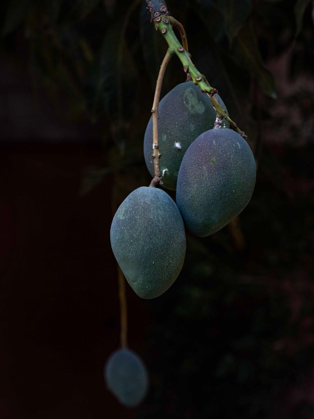 Bishé - Mangos from the mango tree my grandmother planted 30...