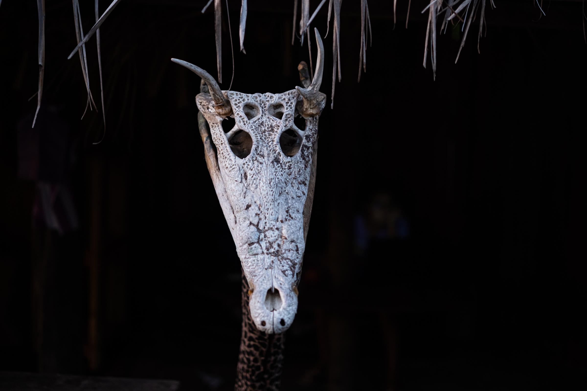 La Ventanilla: A window to coexisting with Crocodiles  - A crocodile skull with deer antlers, found in one of La Ventanillas local businesses.  Markus...