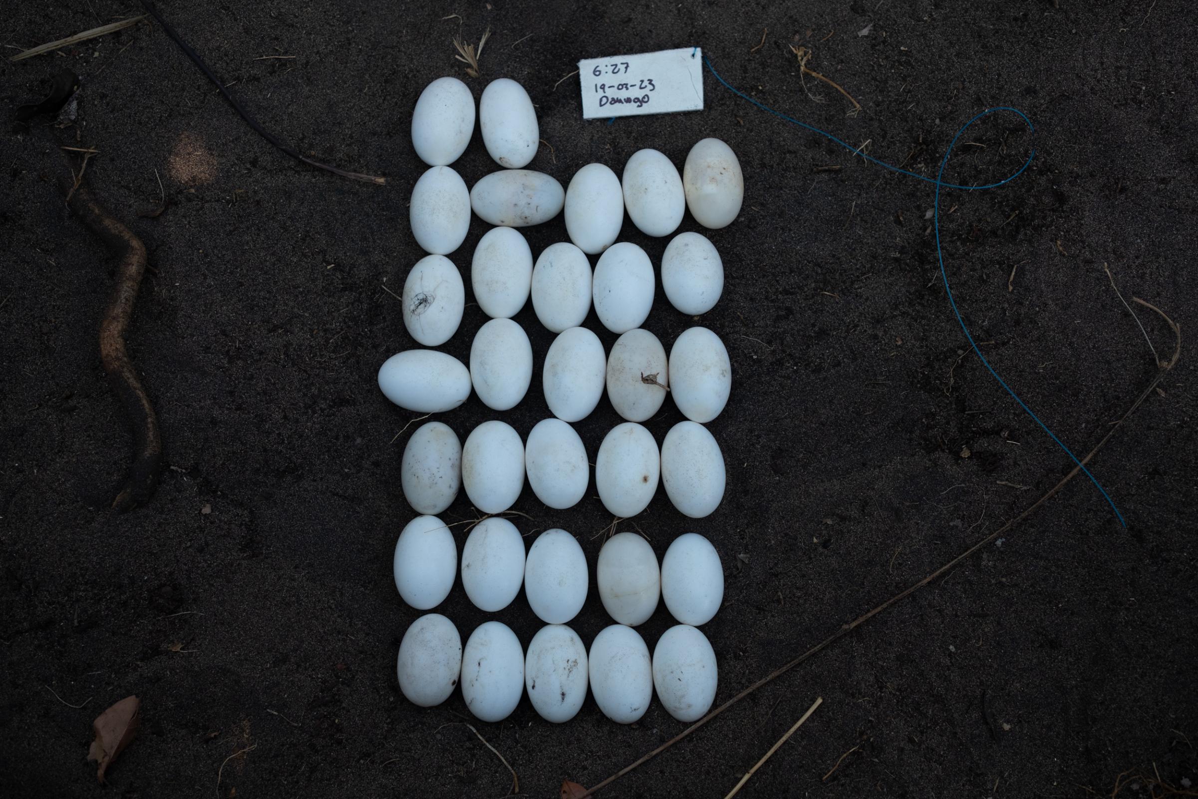La Ventanilla: A window to coexisting with Crocodiles  - Eggs collected during the communities crocodile breeding program.  Markus Martinez Burman, 2023.