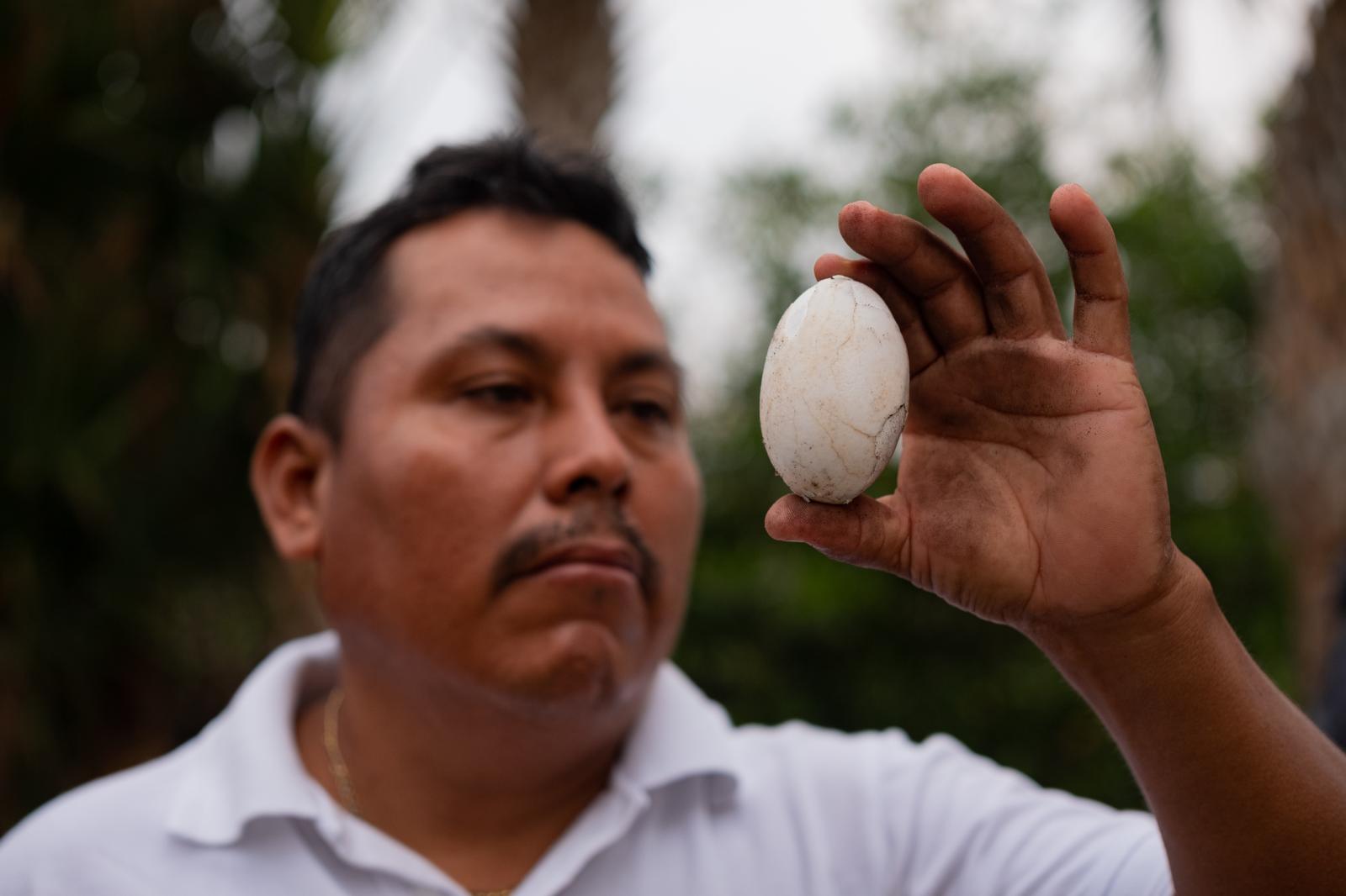 La Ventanilla: A window to coexisting with Crocodiles  - Community leader Atanacio Martinez holding an infertile egg.  Markus Martinez Burman, 2023.